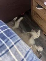 Lucy, a female Alaskan Malamute for sale in Oologah, OK – Photo 3 of 6