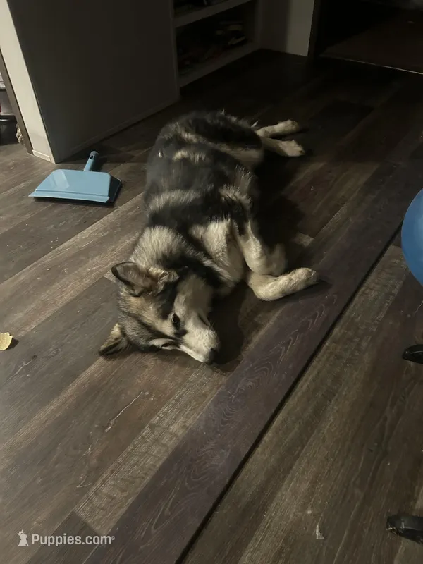 Lucy – Alaskan Malamute puppy for sale in Oologah, OK
