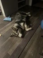 Lucy, a female Alaskan Malamute for sale in Oologah, OK – Photo 1 of 6