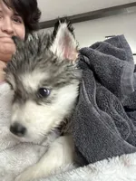 Lucy, a female Alaskan Malamute for sale in Oologah, OK – Photo 2 of 6