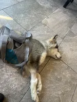 Lucy, a female Alaskan Malamute for sale in Oologah, OK – Photo 6 of 6