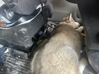 Lucy, a female Alaskan Malamute for sale in Oologah, OK – Photo 4 of 6