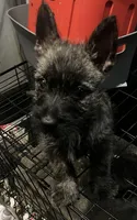 Rex, a male Cairn Terrier for sale in Terrell, TX – 1 of 1