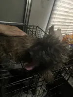 Ester, a female Cairn Terrier for sale in Terrell, TX – 3 of 4