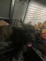 Ester, a female Cairn Terrier for sale in Terrell, TX – 4 of 4
