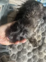 Female 1, a female Cairn Terrier for sale in Terrell, TX – Photo 2 of 2