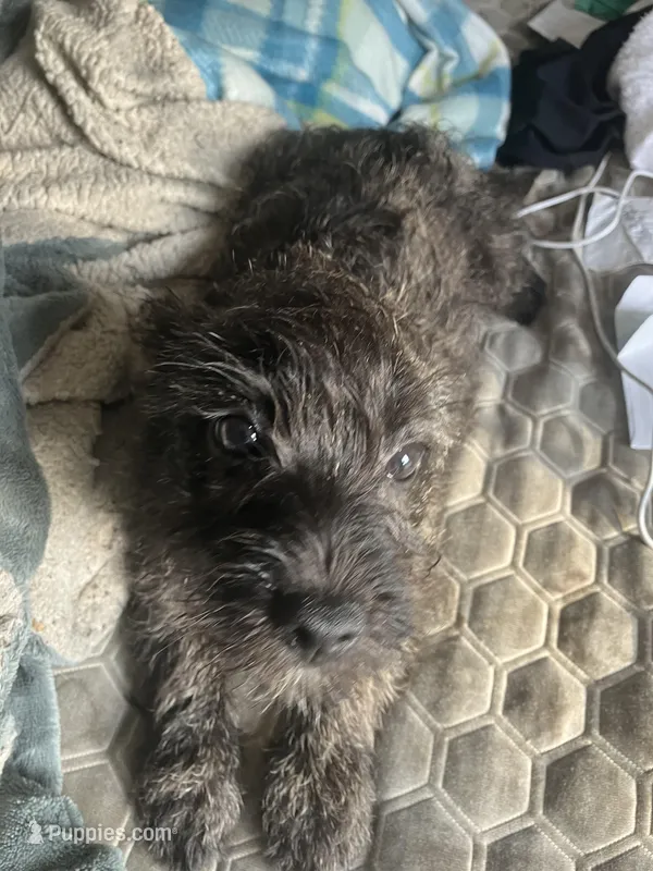 Female 1 – Cairn Terrier puppy for sale in Terrell, TX