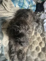 Female 1, a female Cairn Terrier for sale in Terrell, TX – Photo 1 of 2