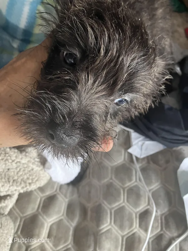 Male 2 – Cairn Terrier puppy for sale in Terrell, TX