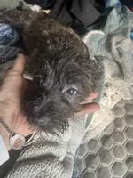 Female 2, a female Cairn Terrier for sale in Terrell, TX – Photo 1 of 2