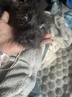 Female 2, a female Cairn Terrier for sale in Terrell, TX – Photo 2 of 2