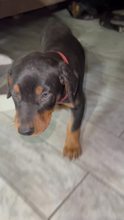 Red coller, a female Doberman Pinscher for sale in Irving, TX – 1 of 2