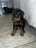 Black coller, a male Doberman Pinscher for sale in Irving, TX – 1 of 4