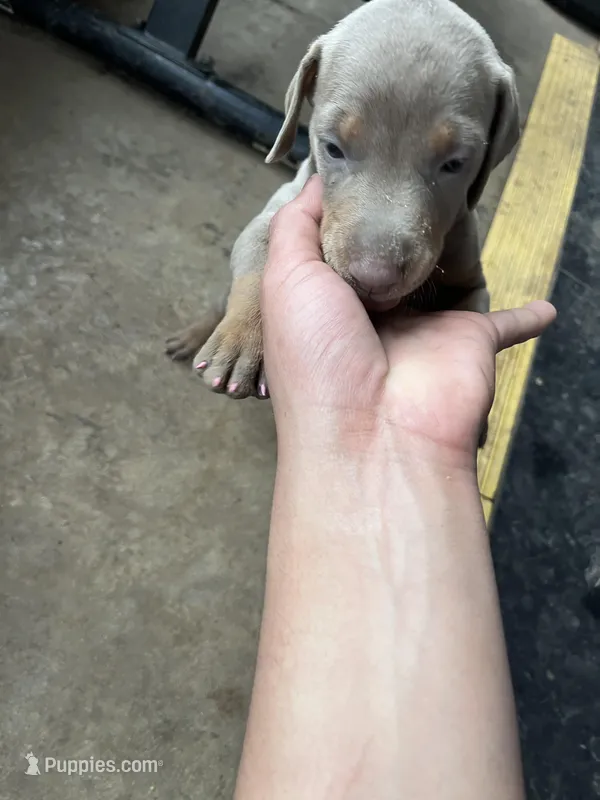 Doby – Doberman Pinscher puppy for sale in Irving, TX