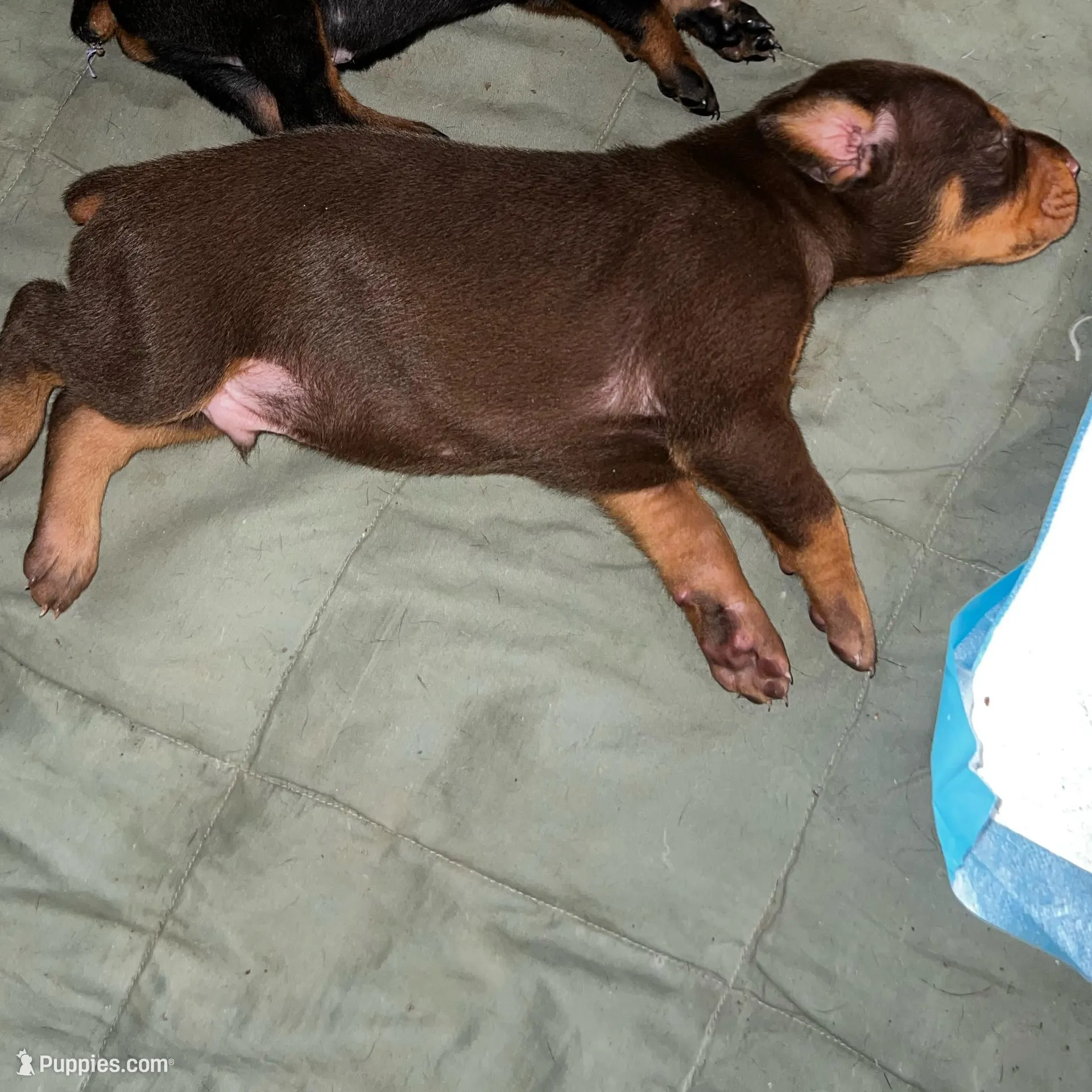 Doby, a male Doberman Pinscher for sale in Irving, TX – Photo 2 of 2