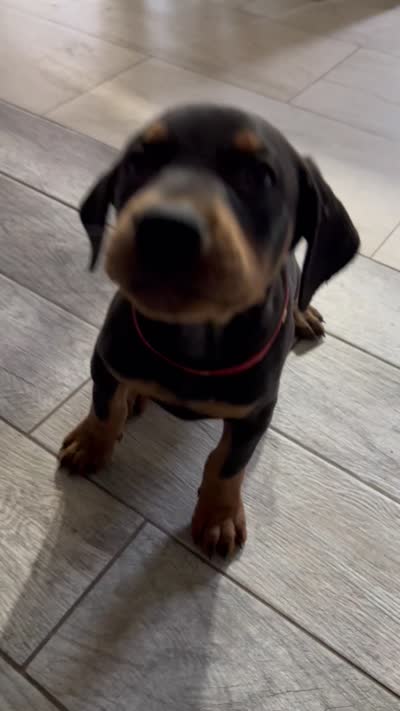 Red coller, a female Doberman Pinscher for sale in Irving, TX – 2 of 2
