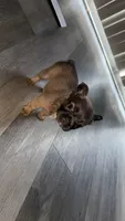 Halo, a female French Bulldog for sale in Fort Wayne, IN – 1 of 2
