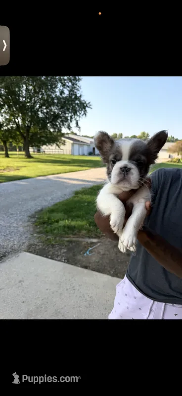 Ace – French Bulldog puppy for sale in Fort Wayne, IN