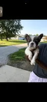 Ace, a male French Bulldog for sale in Fort Wayne, IN – 1 of 4