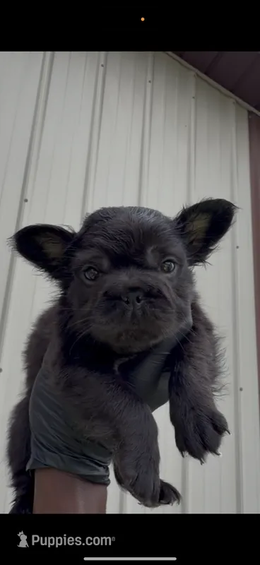 Ruby, a female French Bulldog for sale in Fort Wayne, IN – 1 of 2