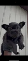 Ruby, a female French Bulldog for sale in Fort Wayne, IN – 1 of 2