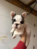 King, a male French Bulldog for sale in Fort Wayne, IN – 1 of 4