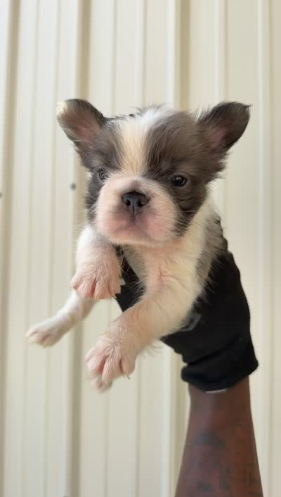 Ace, a male French Bulldog for sale in Fort Wayne, IN – 2 of 2