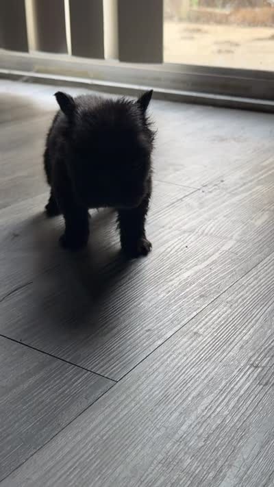Luna, a female French Bulldog for sale in Fort Wayne, IN – 2 of 3