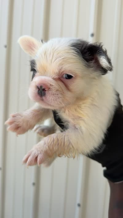 Major , a male French Bulldog for sale in Fort Wayne, IN – 2 of 2