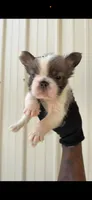 Ace, a male French Bulldog for sale in Fort Wayne, IN – 1 of 2