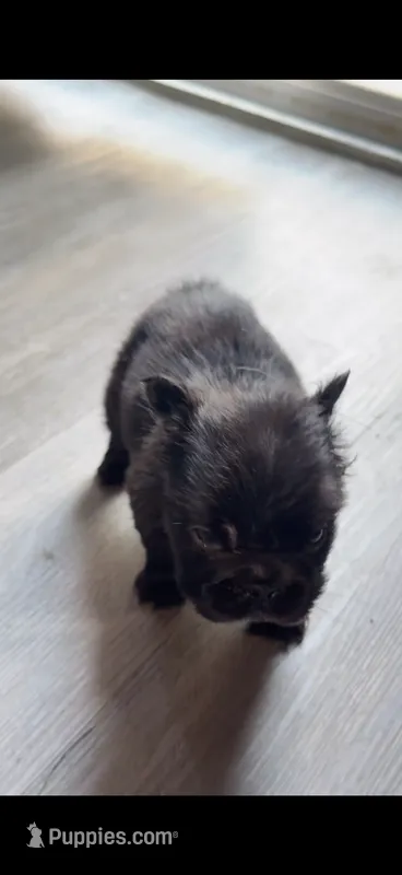 Luna – French Bulldog puppy for sale in Fort Wayne, IN