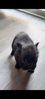 Luna, a female French Bulldog for sale in Fort Wayne, IN – 1 of 3