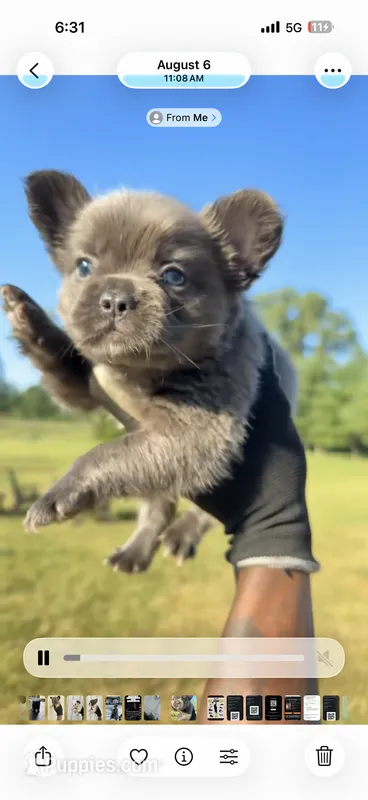 Blue  – French Bulldog puppy for sale in Fort Wayne, IN