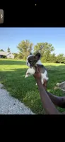 Ace, a male French Bulldog for sale in Fort Wayne, IN – 3 of 4