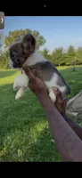 Ace, a male French Bulldog for sale in Fort Wayne, IN – 4 of 4