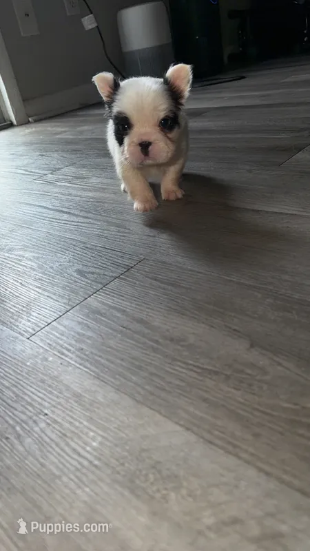 Ace – French Bulldog puppy for sale in Fort Wayne, IN