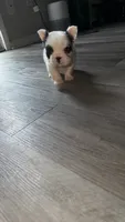 Ace, a male French Bulldog for sale in Fort Wayne, IN – 1 of 3
