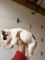 King, a male French Bulldog for sale in Fort Wayne, IN – 2 of 4