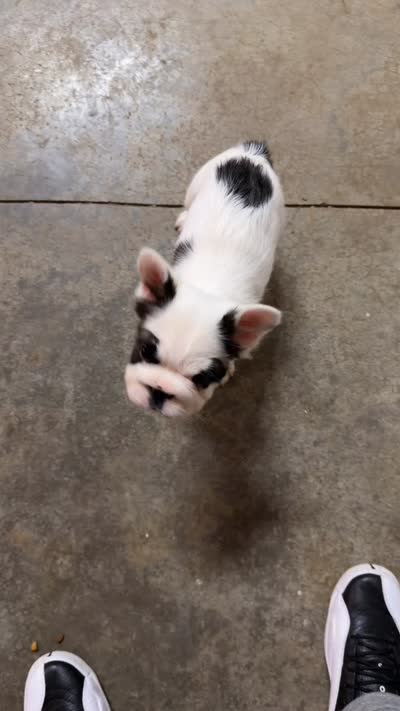 King, a male French Bulldog for sale in Fort Wayne, IN – 4 of 4
