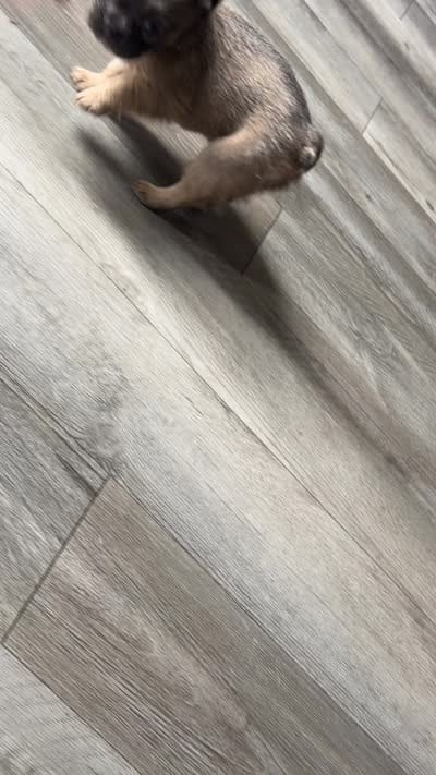 Halo, a female French Bulldog for sale in Fort Wayne, IN – 2 of 2