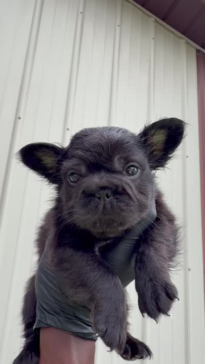 Ruby, a female French Bulldog for sale in Fort Wayne, IN – 2 of 2
