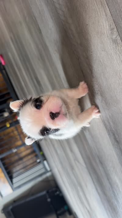 Ace, a male French Bulldog for sale in Fort Wayne, IN – 3 of 3