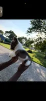 Ace, a male French Bulldog for sale in Fort Wayne, IN – 2 of 4