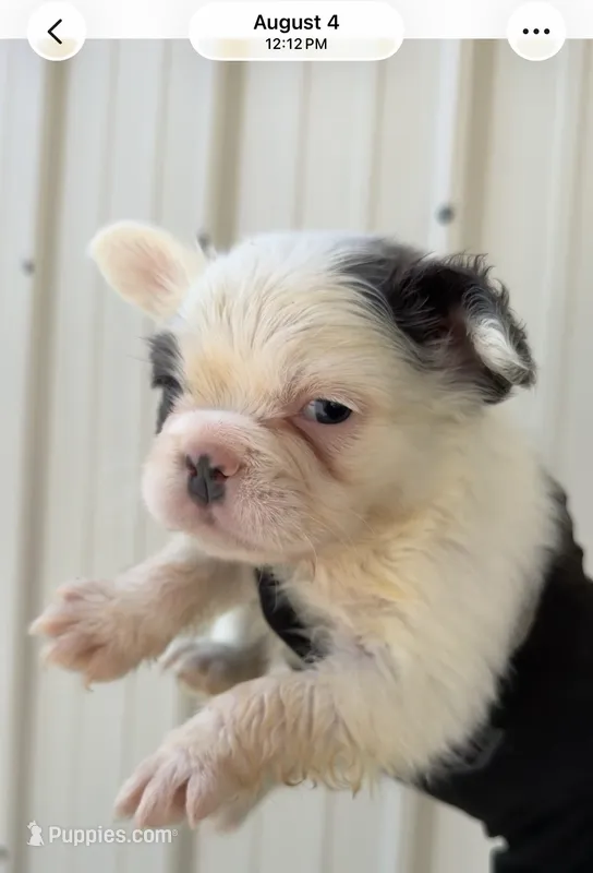 Major  – French Bulldog puppy for sale in Fort Wayne, IN