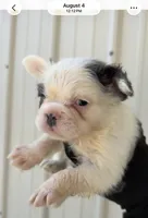 Major , a male French Bulldog for sale in Fort Wayne, IN – 1 of 2