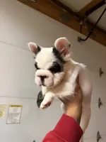 King, a male French Bulldog for sale in Fort Wayne, IN – 3 of 4