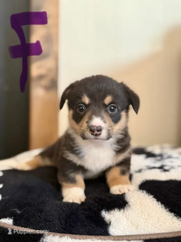 Purple female  – Pembroke Welsh Corgi puppy for sale in Powell, WY