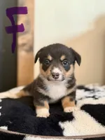 Purple female , a female Pembroke Welsh Corgi for sale in Powell, WY – 1 of 1