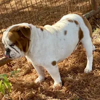 Reed, a male English Bulldog for sale in Konawa, OK – Photo 6 of 8
