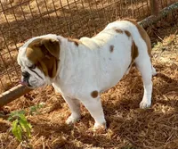 Reed, a male English Bulldog for sale in Konawa, OK – Photo 6 of 8